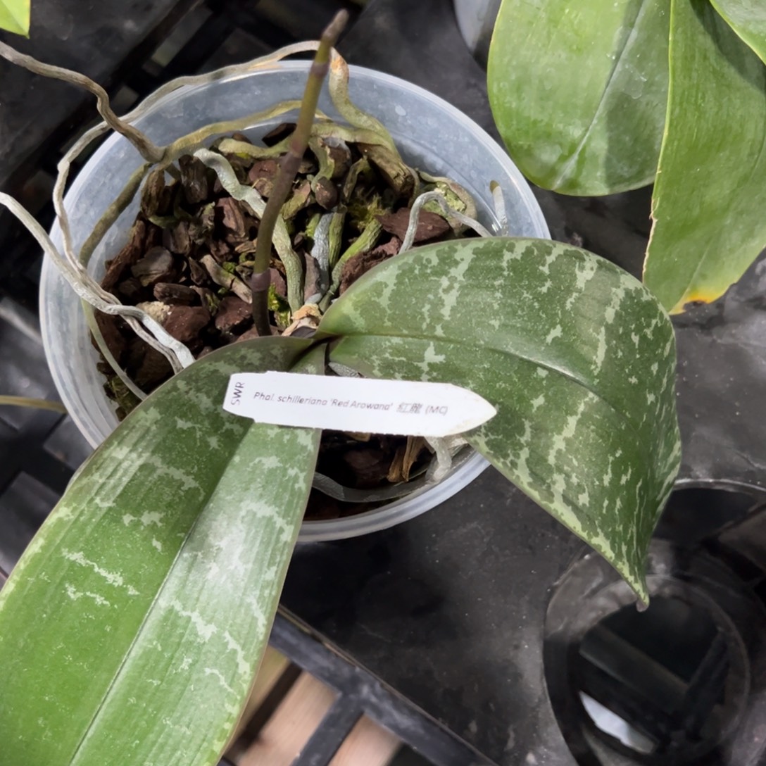 完全开放4.5寸西雷利红龙