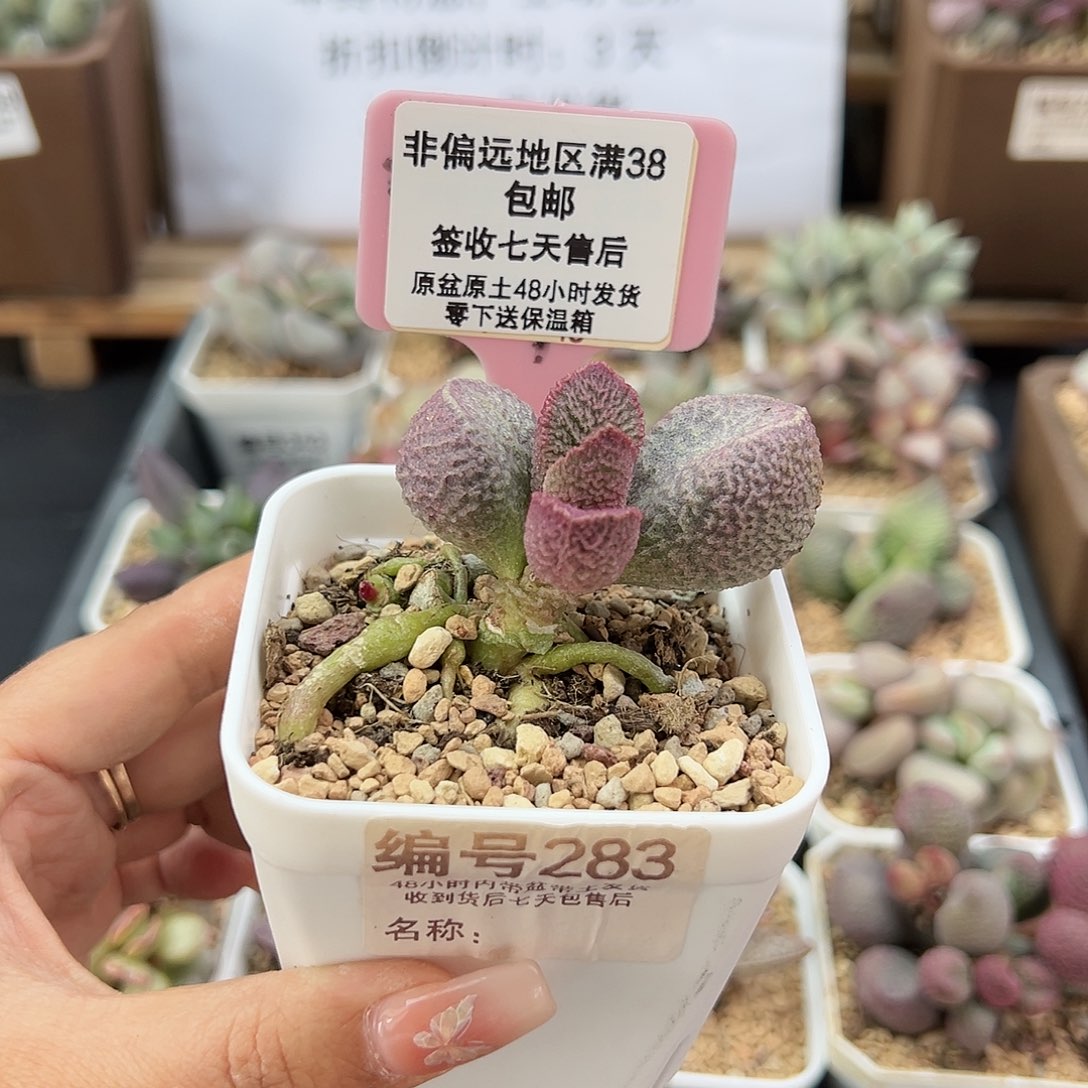 283哈默猪干多肉植物