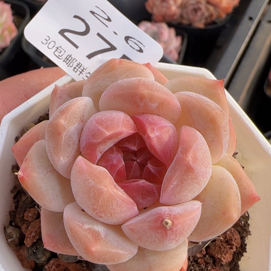 糖心一颗脱土发货的