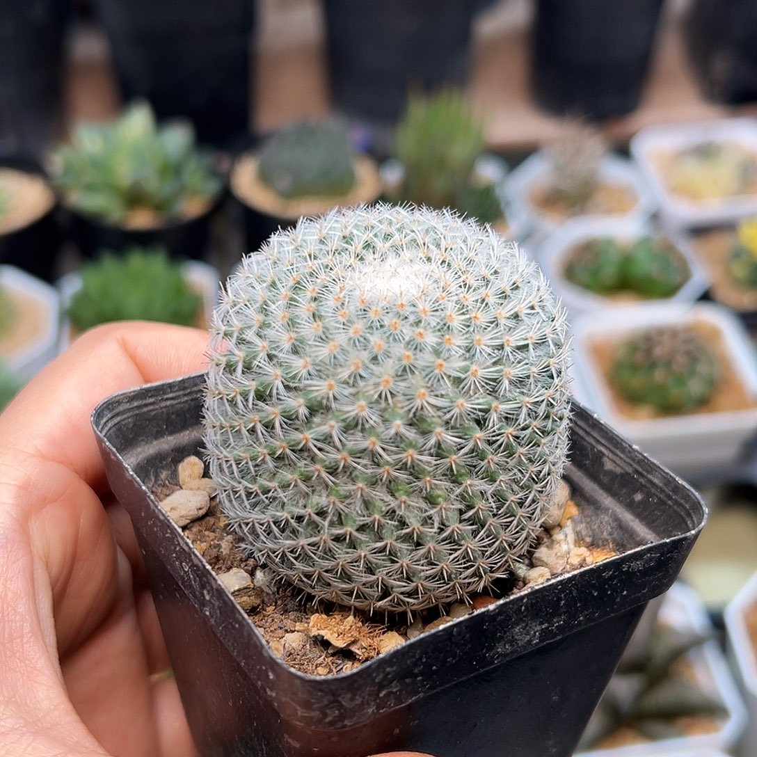 希望丸实生球5cm    