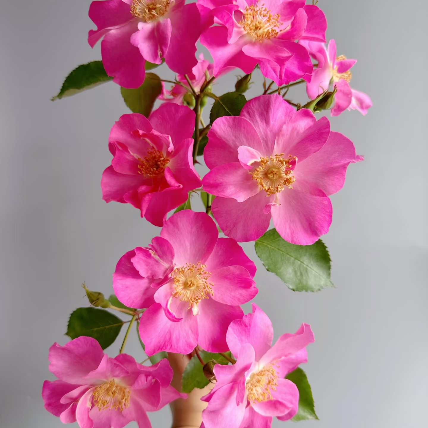 【香格里拉】月季玫瑰花新品单瓣花型多季（1+根接土球发货）