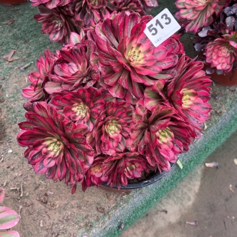 沈****）513月蝉朵朵多肉，