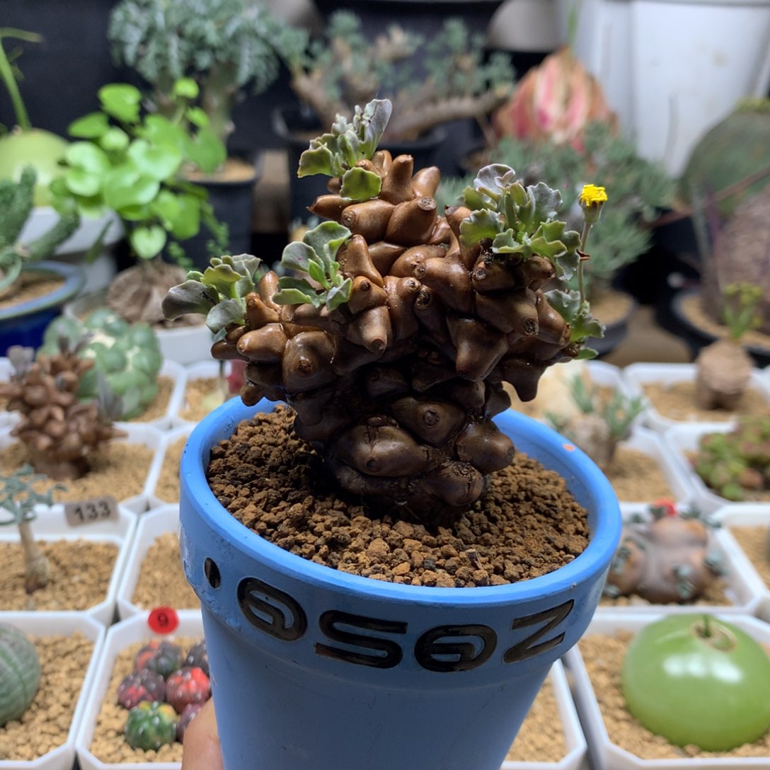 蛮鬼塔厚敦菊姐带盆