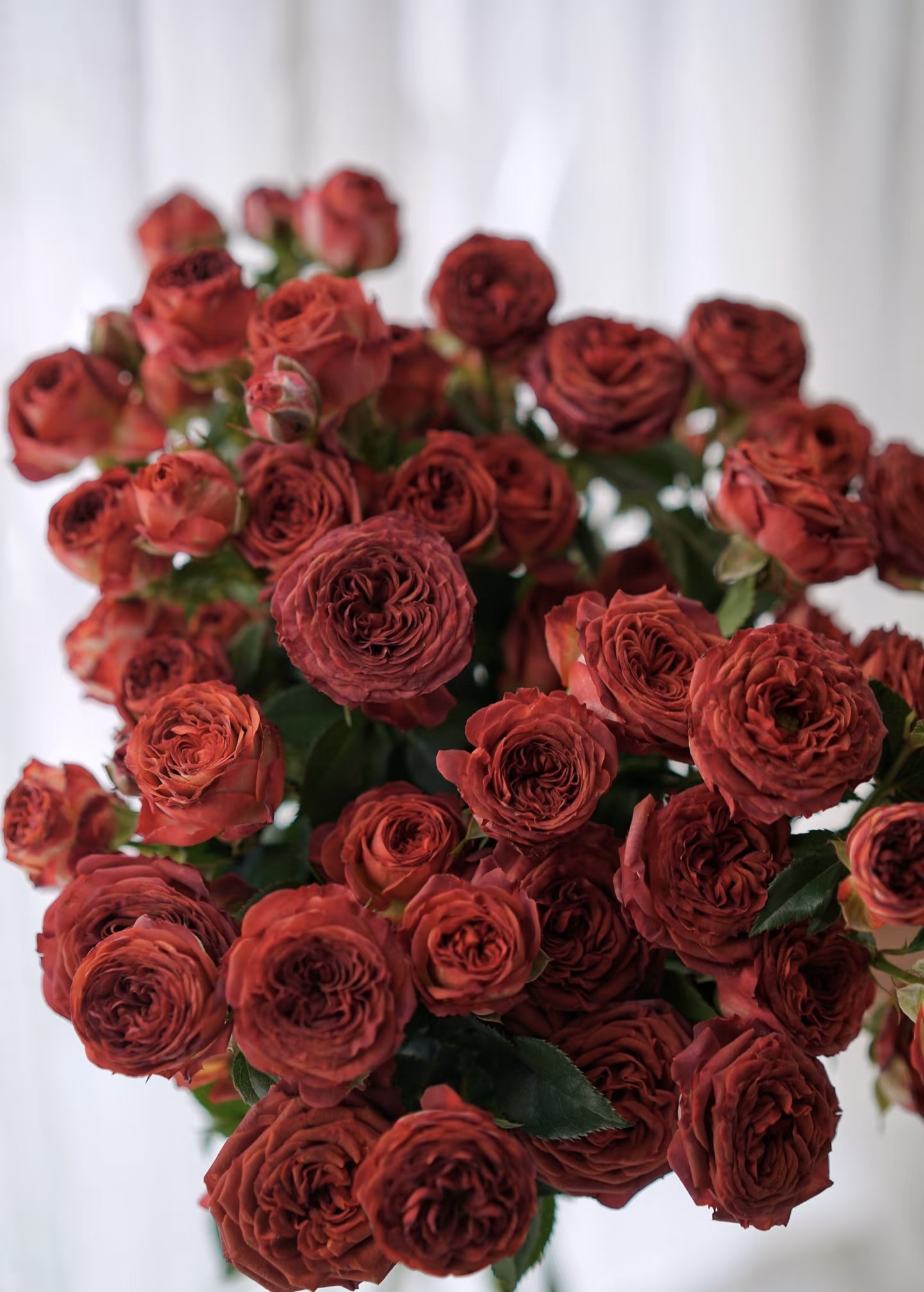 【巧克力多头玫瑰10支】云南基地直发两单升级顺丰冷链/德邦空运