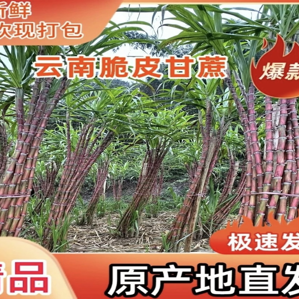 云南红皮脆皮甘蔗老品种现砍现发脆甜多汁山地自然生长