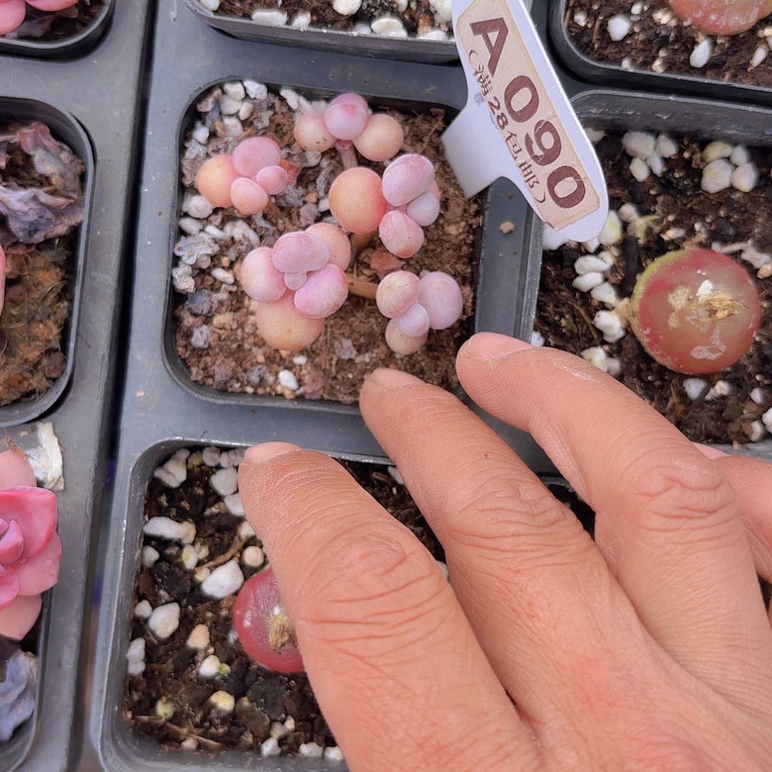 A090丸叶糖果一物一拍