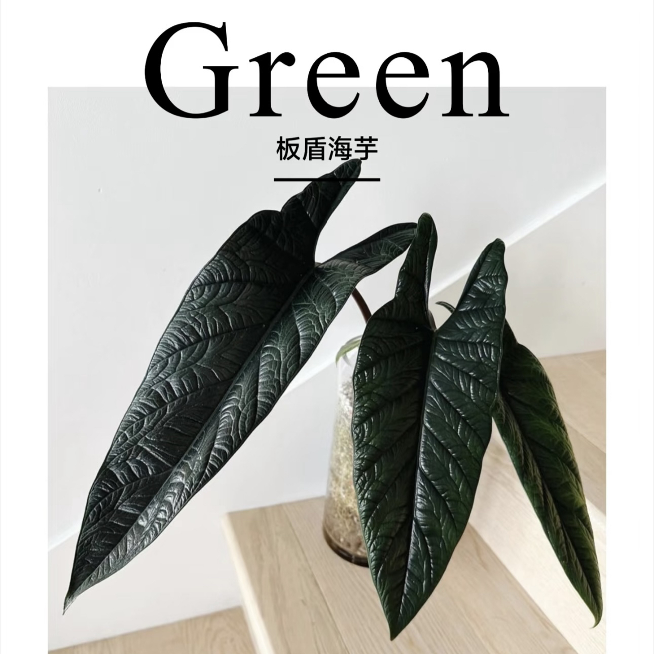 【板盾海芋】小众ins风超清新绿植盆栽