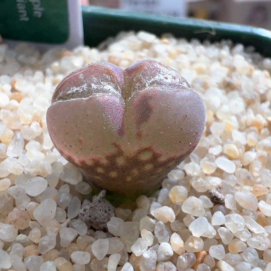 760。1804.5红宝石风铃