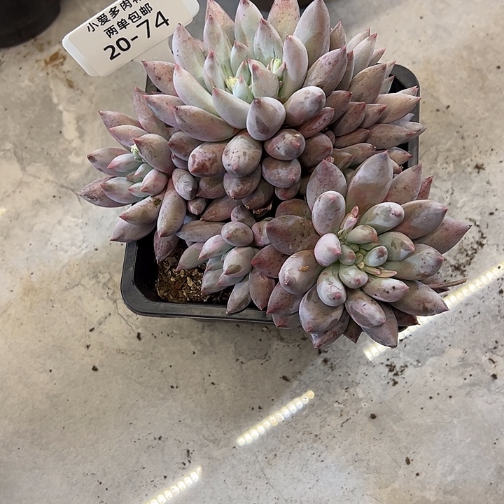 冰***魂多肉植物组合盆栽74