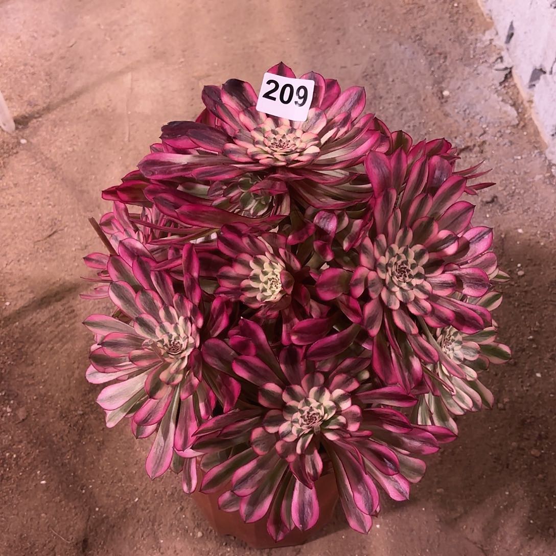 多肉法师水晶仙子209