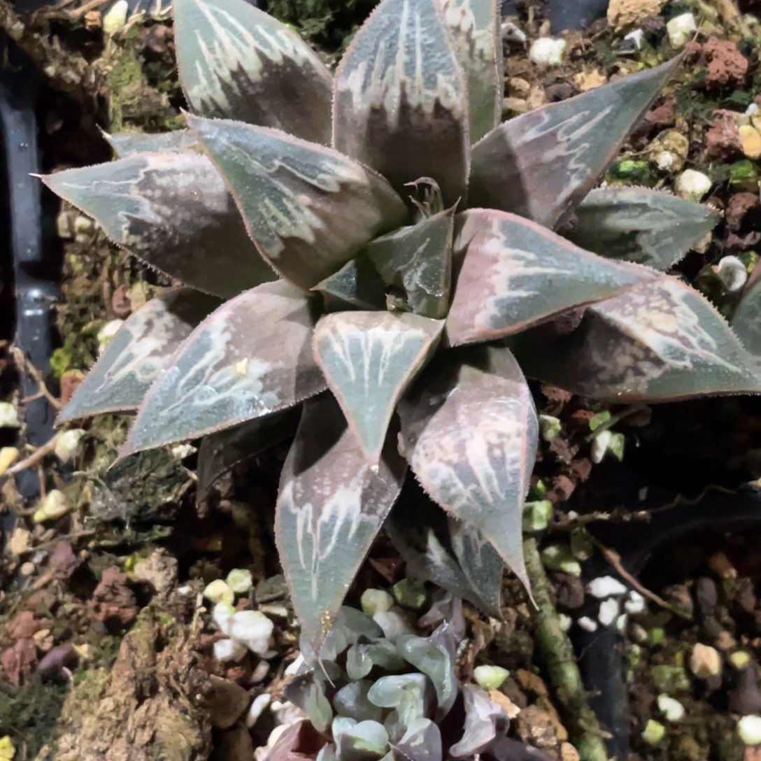 啊***然红折鹤。            