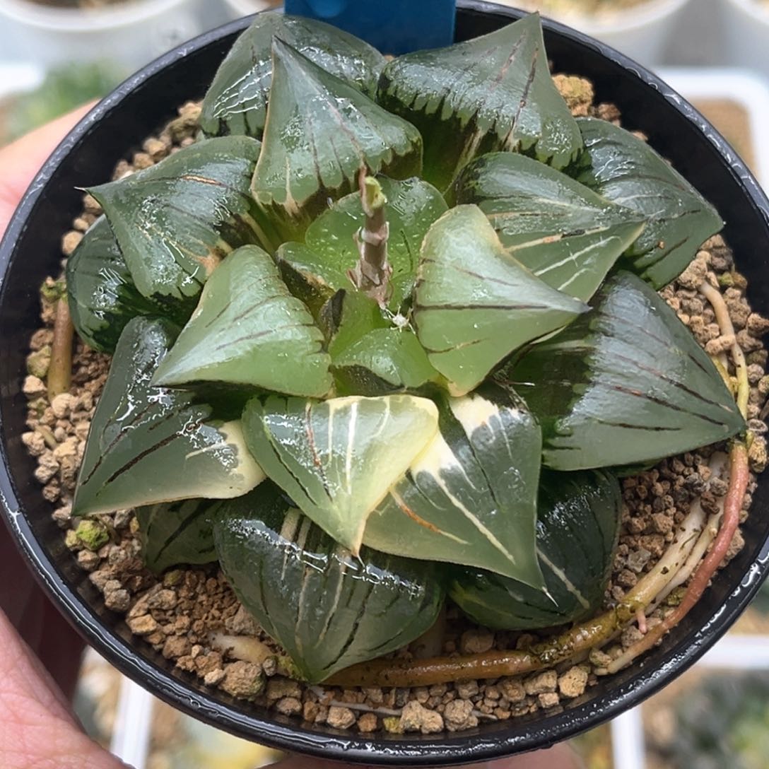 130巨大红纹锦发发发发发发