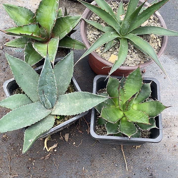 无花朵福利套餐4个品种