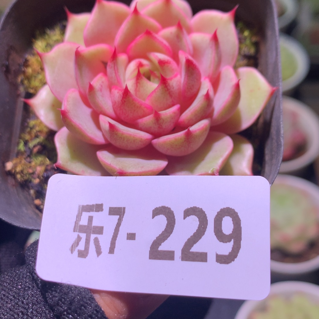 乐然 7-229 苯巴蒂斯 