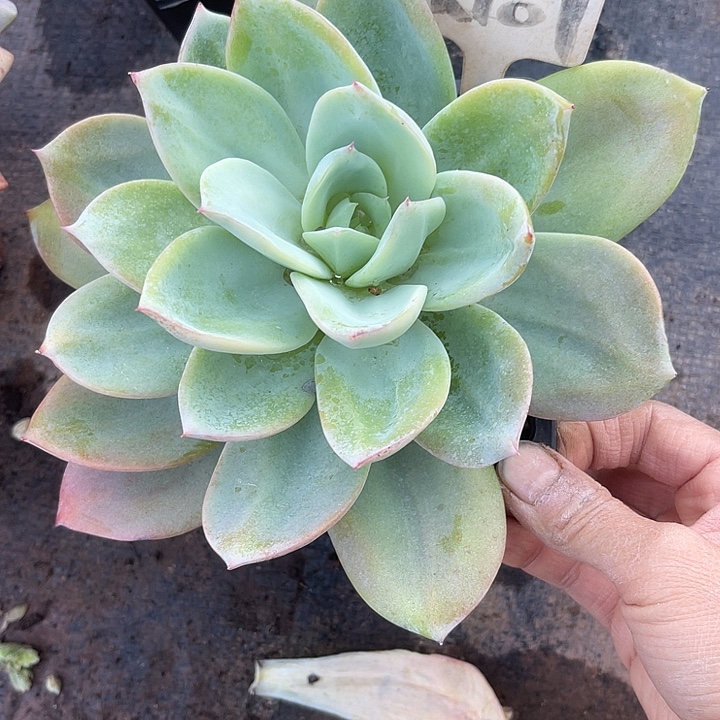 两单包邮，一物一拍107烟火