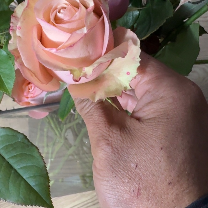 无花朵阿普里科拉小苗