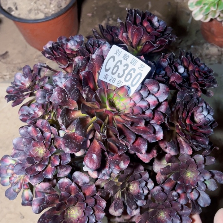 6360晚霞多肉植物法师