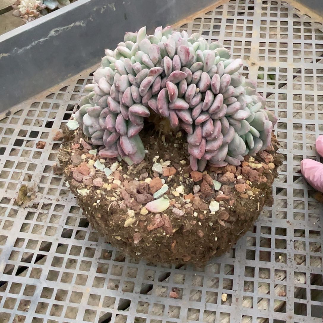 红玛瑙缀化一个。      