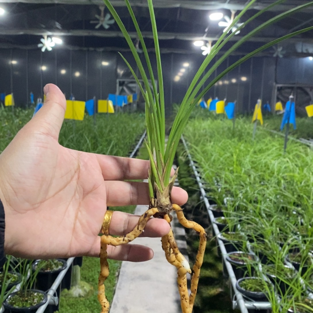 当前无花栽培后可以开花