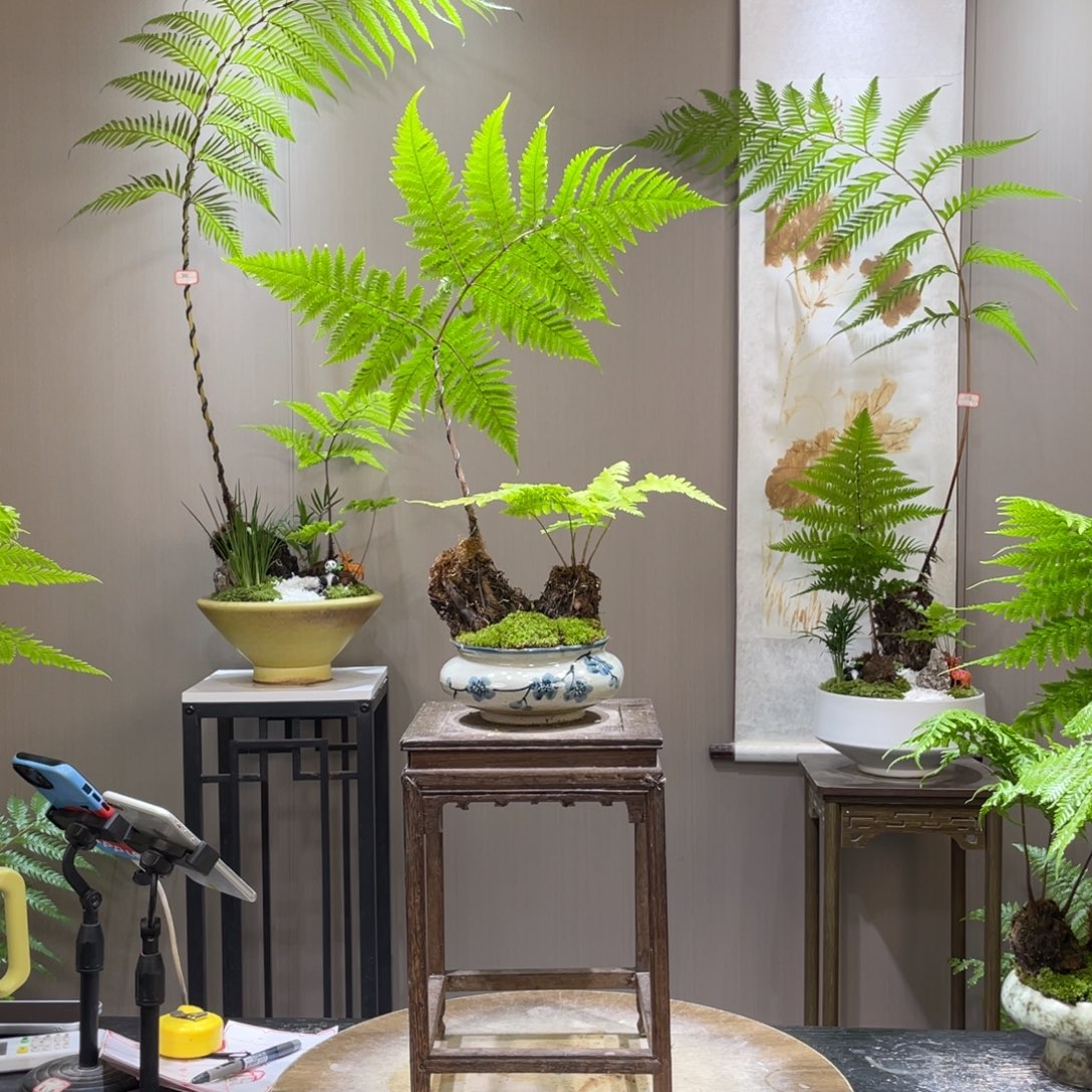 广****姐蕨类植物111111111