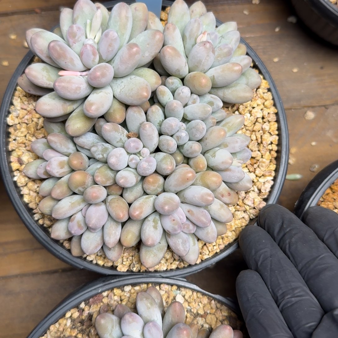 中号汤圆111111111111111111