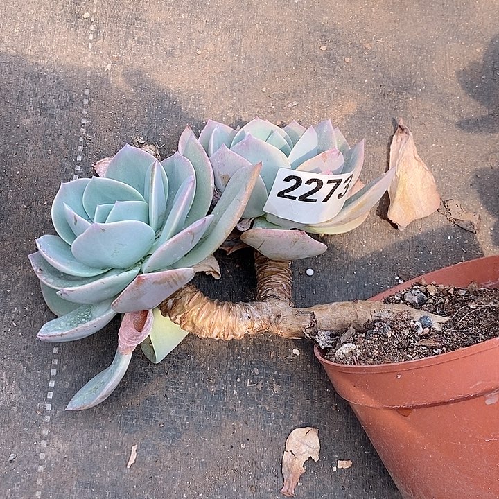2273。。。。。。。。。。。。。