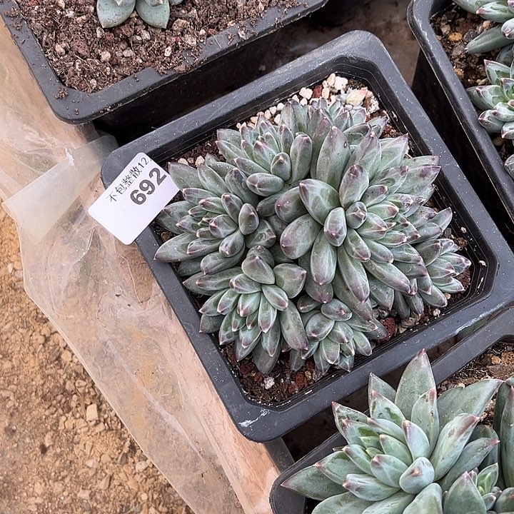 小***宋阿雅园艺。       692