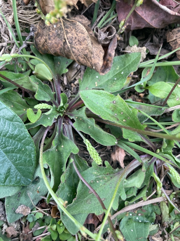 贵州山货（一物一拍）