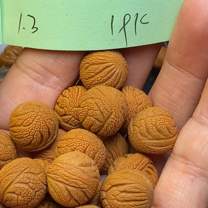 吊坠桃核秦岭龙纹桃核13尺寸