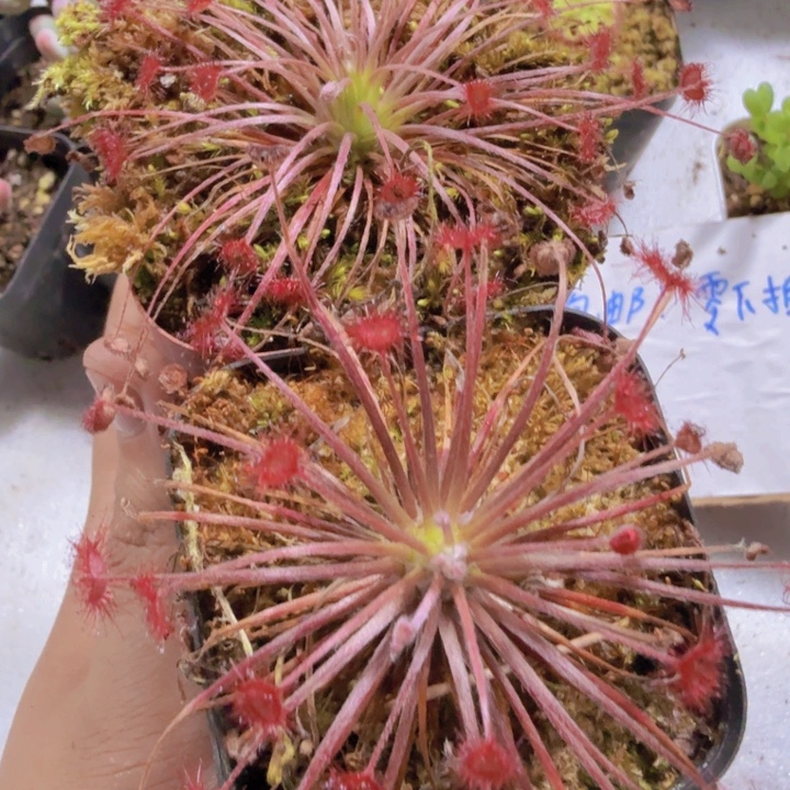 孔雀捕虫堇王炸一颗
