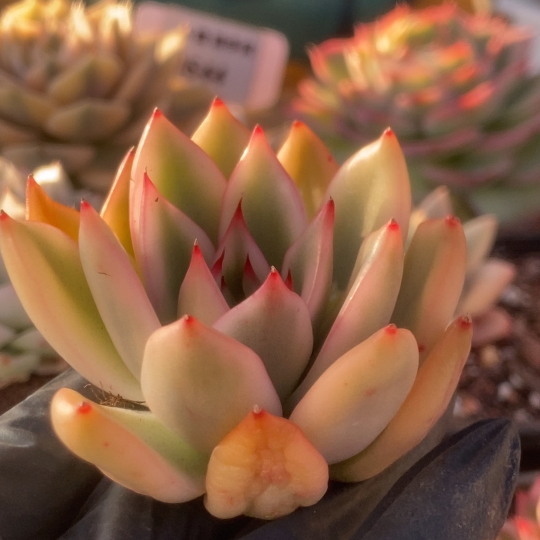 094多云杂头盖锦锦锦锦锦