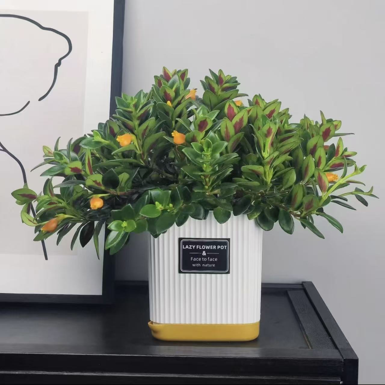 粉丝福利【 金鱼吊兰盆栽】绿植植物室内客厅阳台好养花卉四季常青