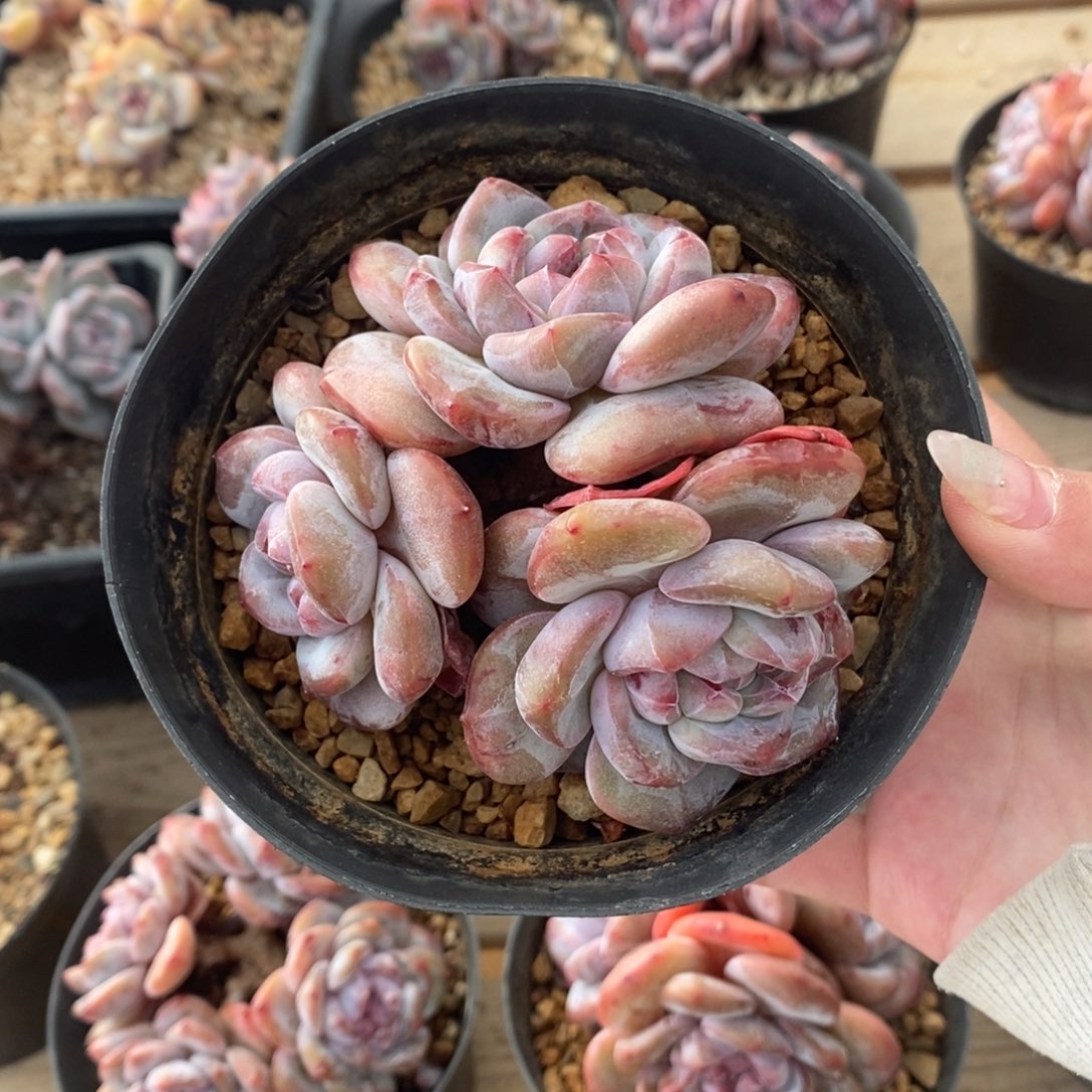 三头短圆肥大肥包子