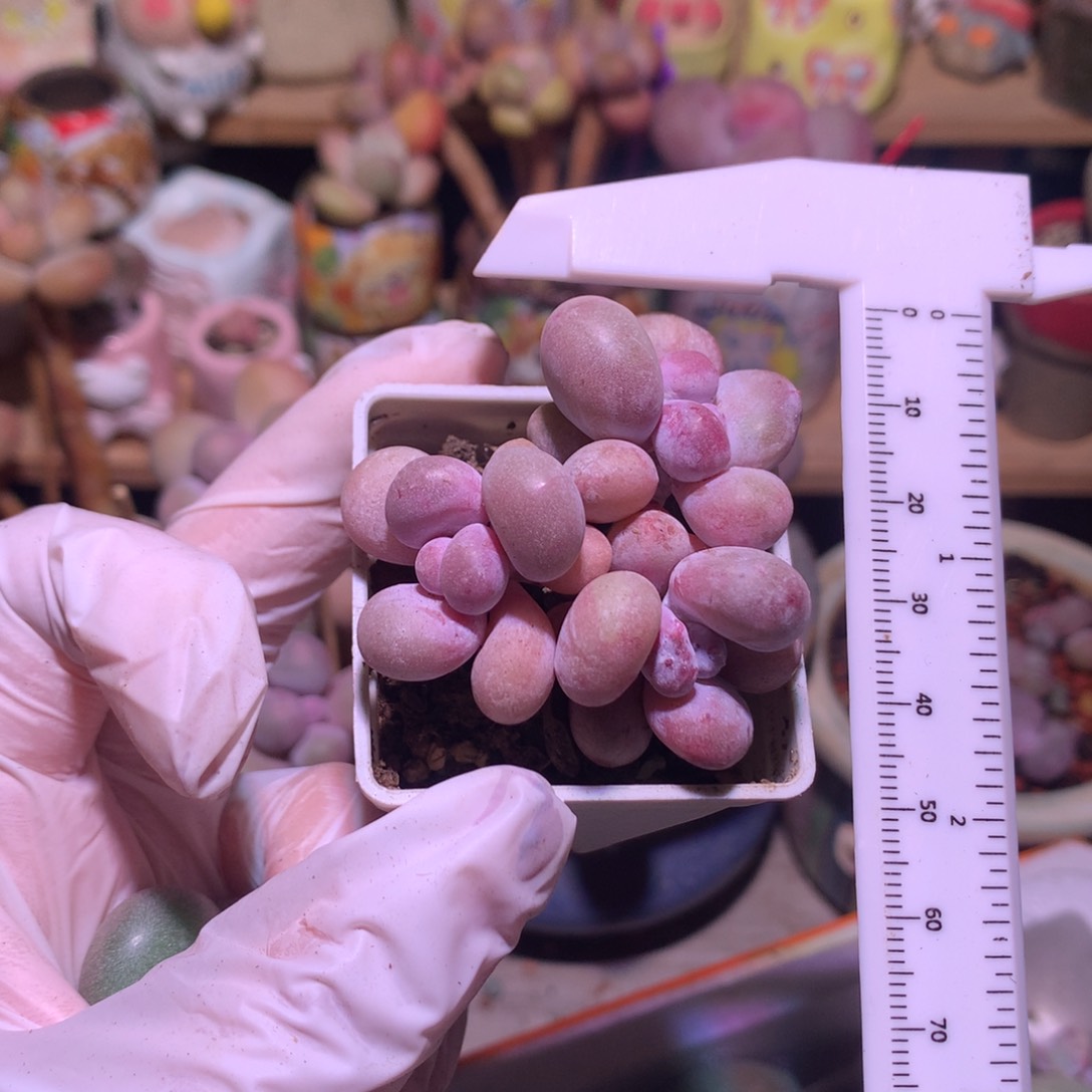 油煎奶酪多肉群生粉油煎