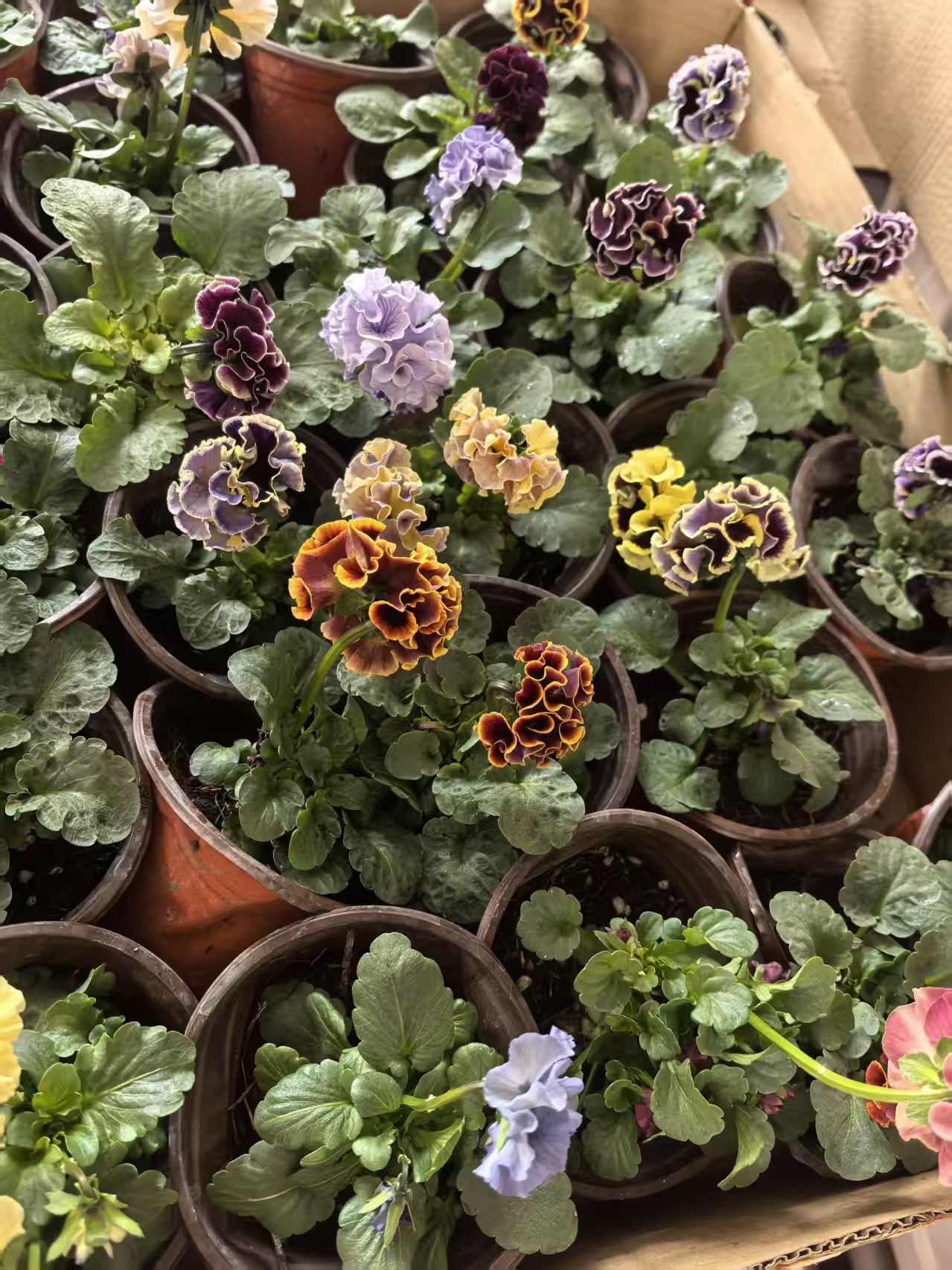 角堇一物一拍，收到鲜活无售后（0度以下拍保温）