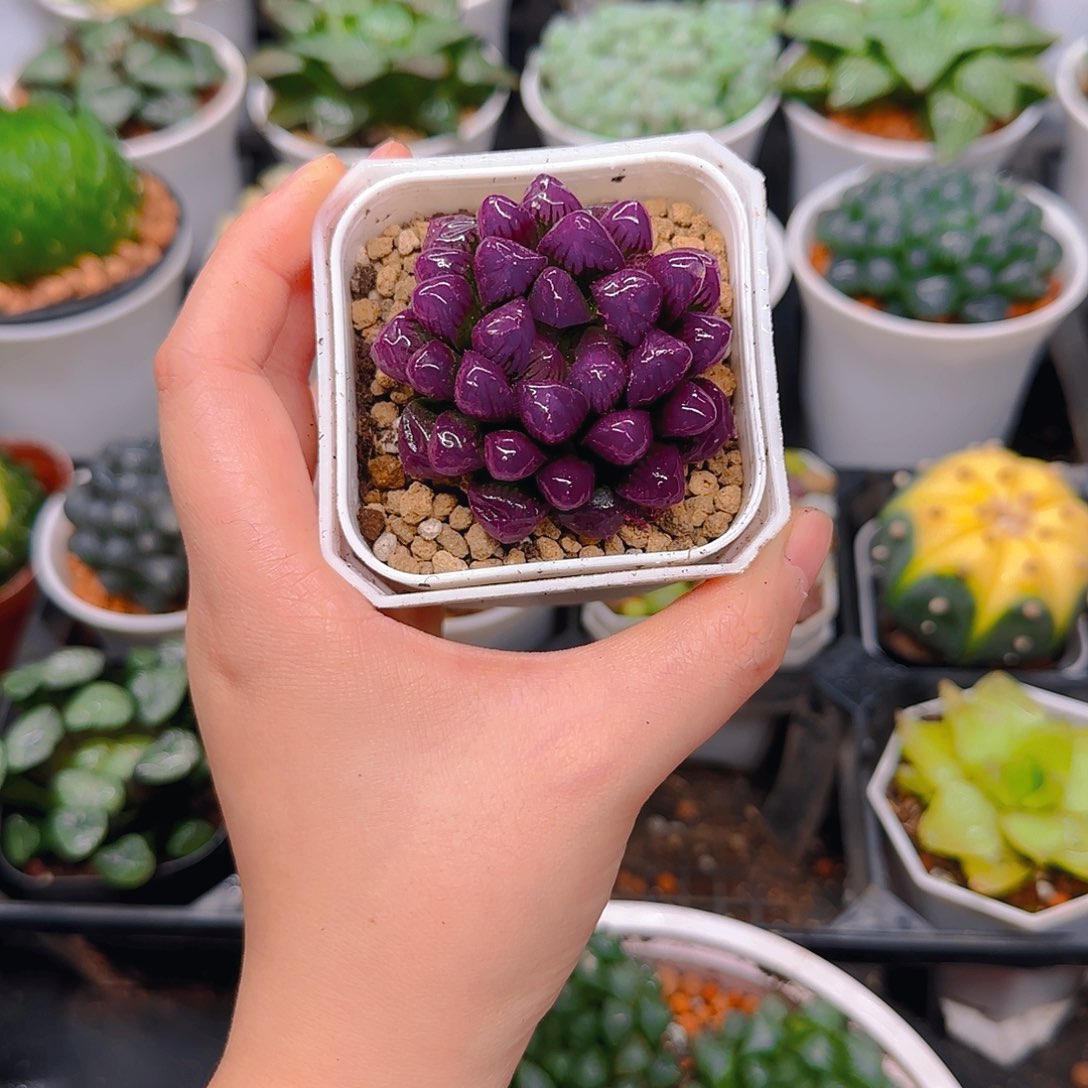 紫宝石冰灯玉露，原盆