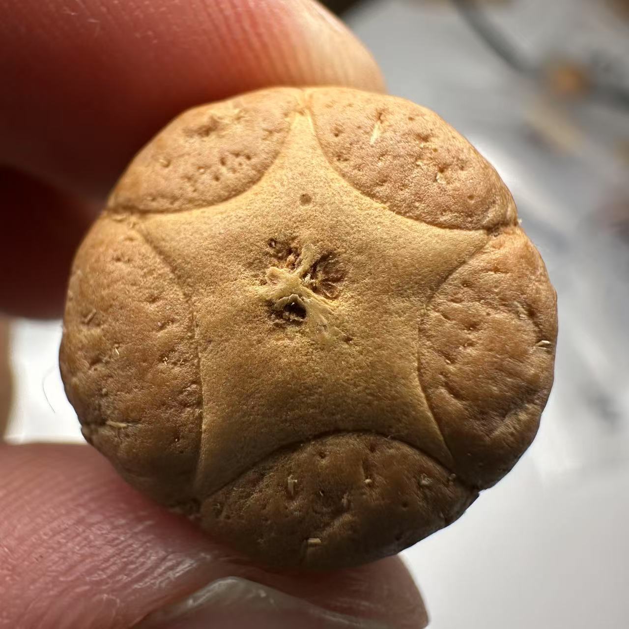 尼泊尔五星菩提，尺寸18，sss系列，货号104