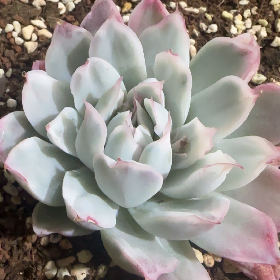 辛普森锦 多肉植物