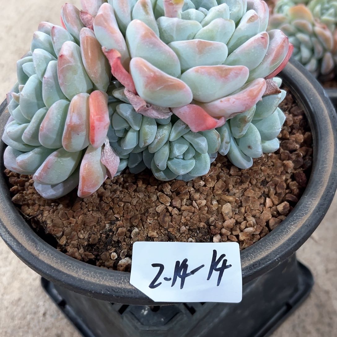 214-14冰玉多头多肉