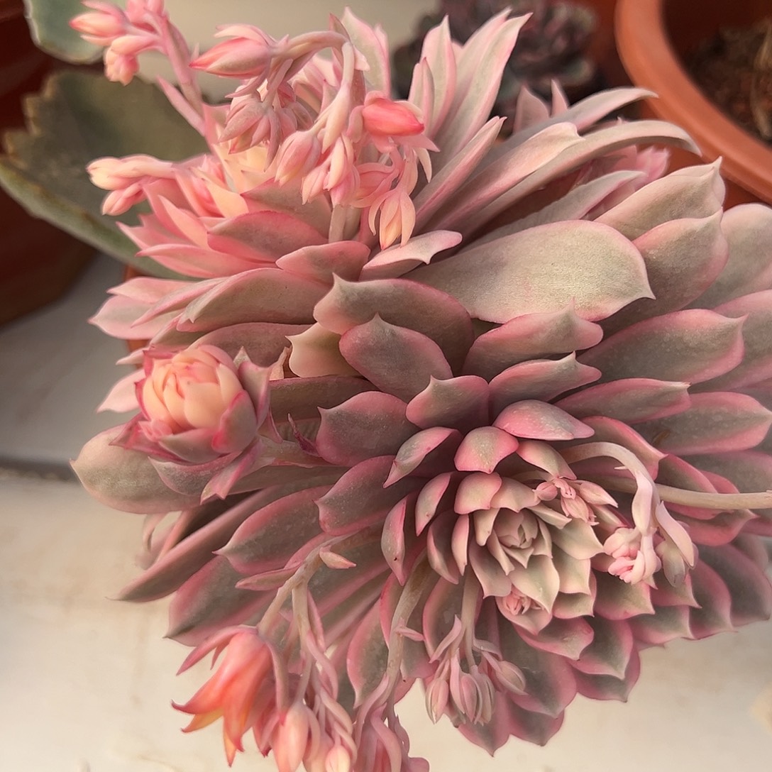 粉蝶锦嫁接群生多肉