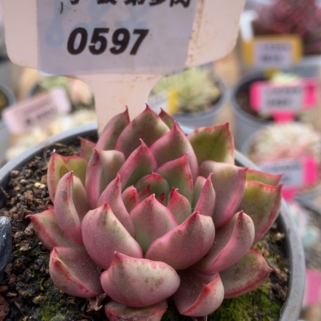 597野马锦锦锦锦锦锦