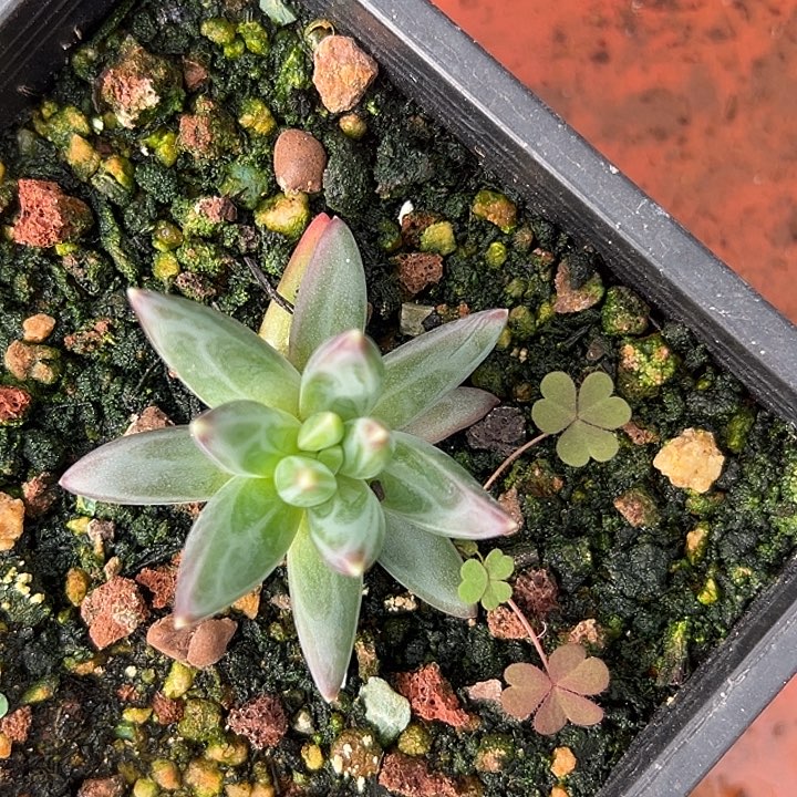 雪戴利美人特价一物一拍