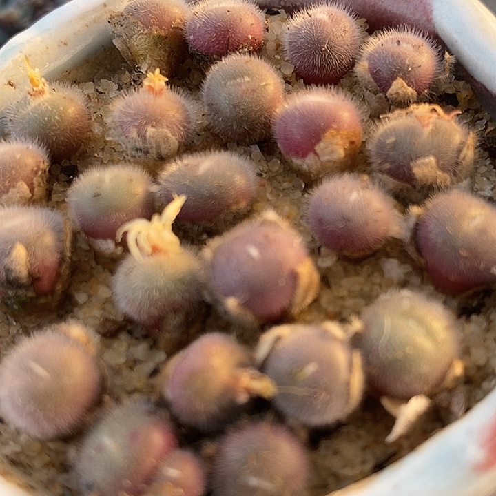 史蒂芬尼毛球一颗。    