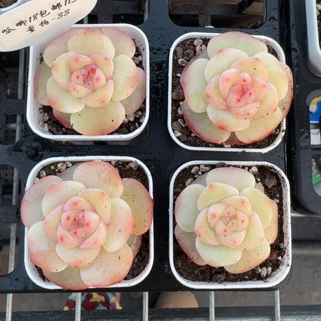 1230-033-春日桃桃一颗量拍