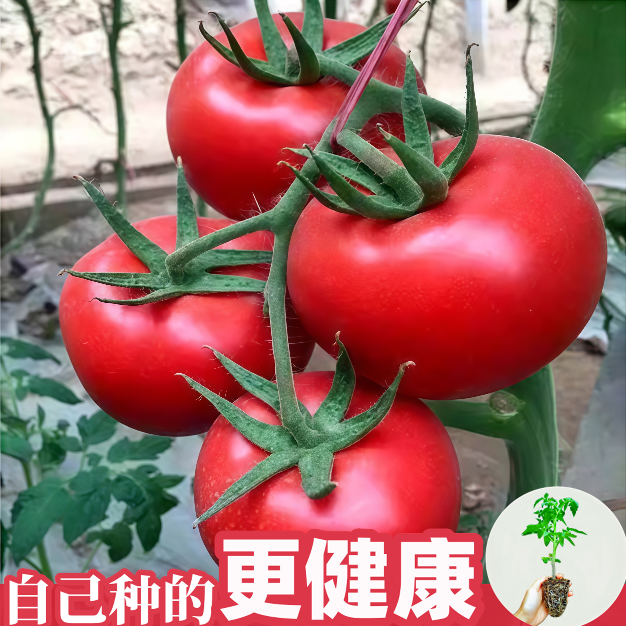 大红番茄苗秧苗老品种西红柿苗四季阳台盆栽种植蔬菜苗又沙又甜