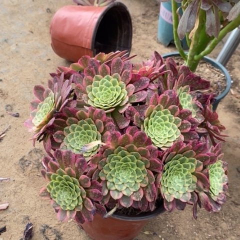 朝霞多肉植物120