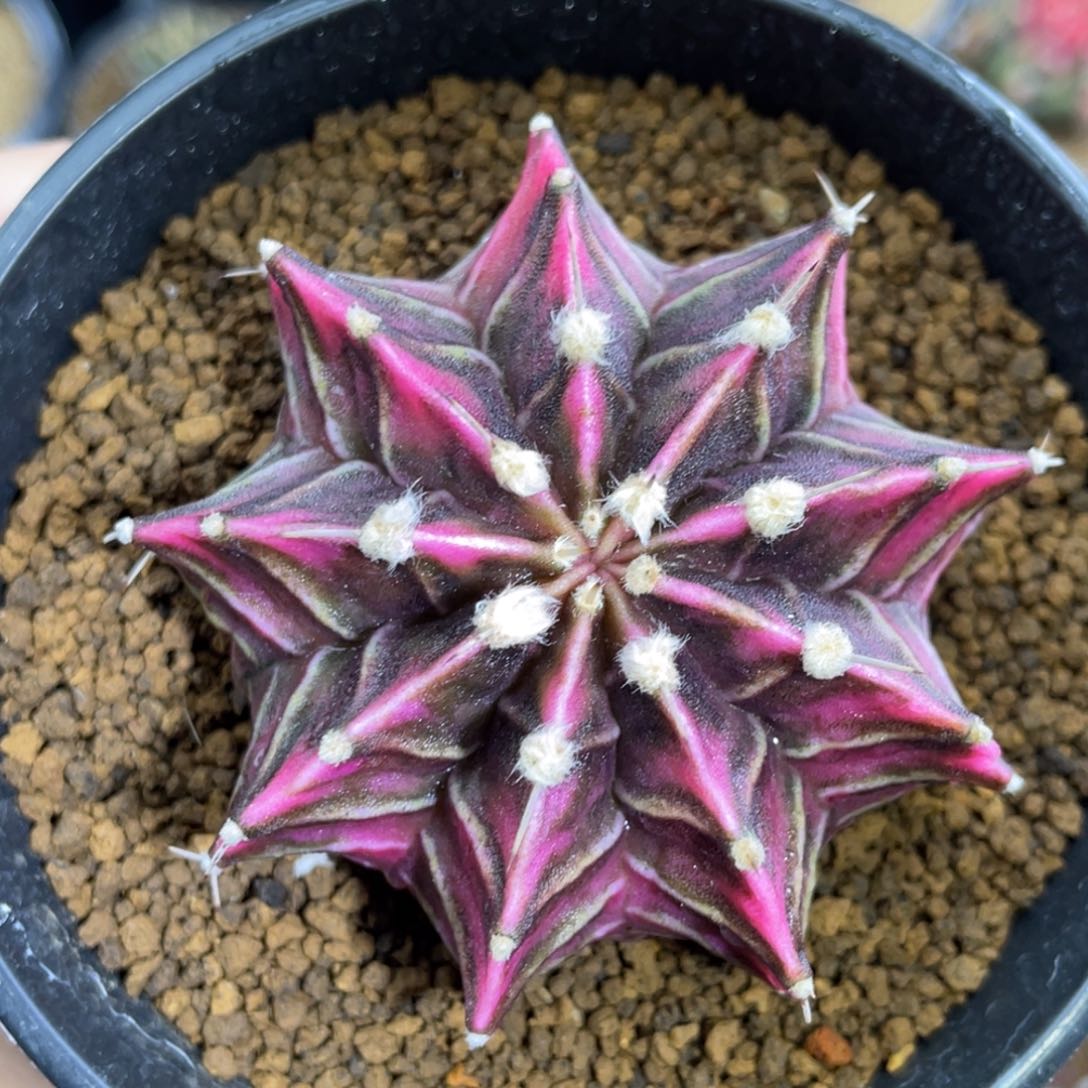 米哈星球000000000801