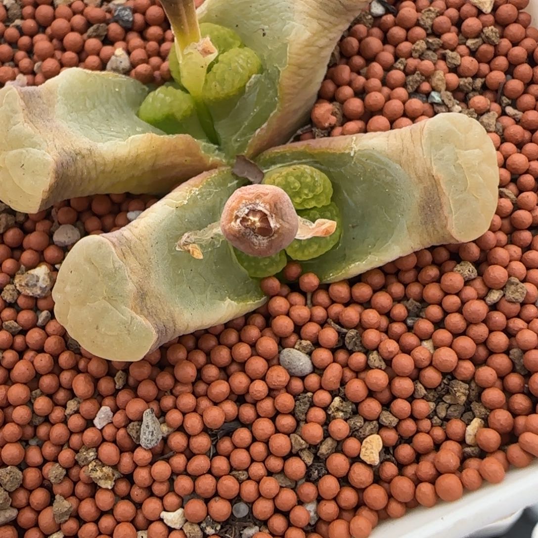 红嘴精品多肉丘比特磁铁34号