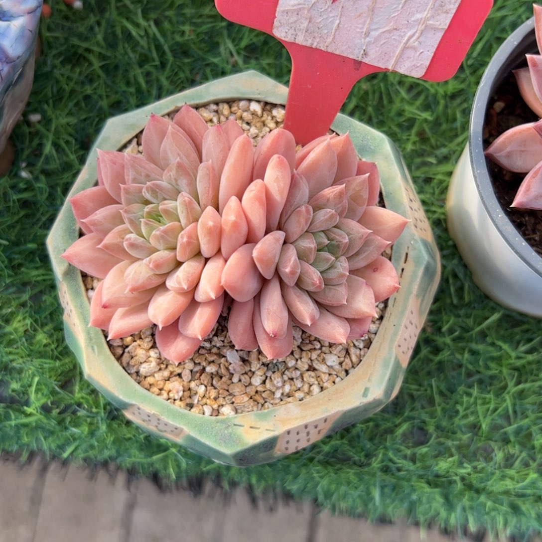 幻影美人多肉植物