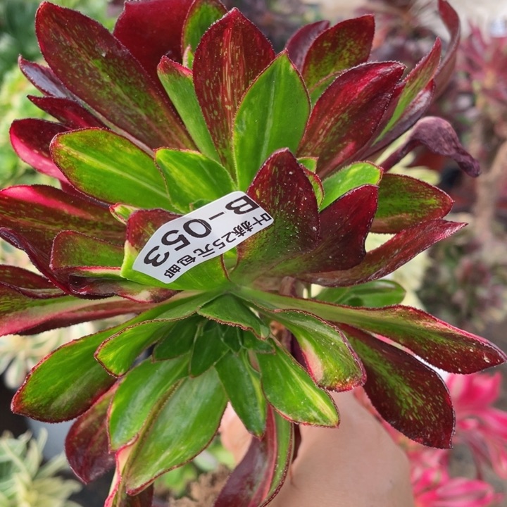 53魅影七彩嫁接多肉12345678